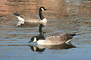 Canada Geese on the canal in Castlefields, Manchester