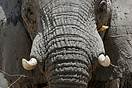 Up close to the largest land mammal on earth.