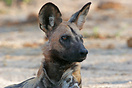 The endangered wild dog on alert