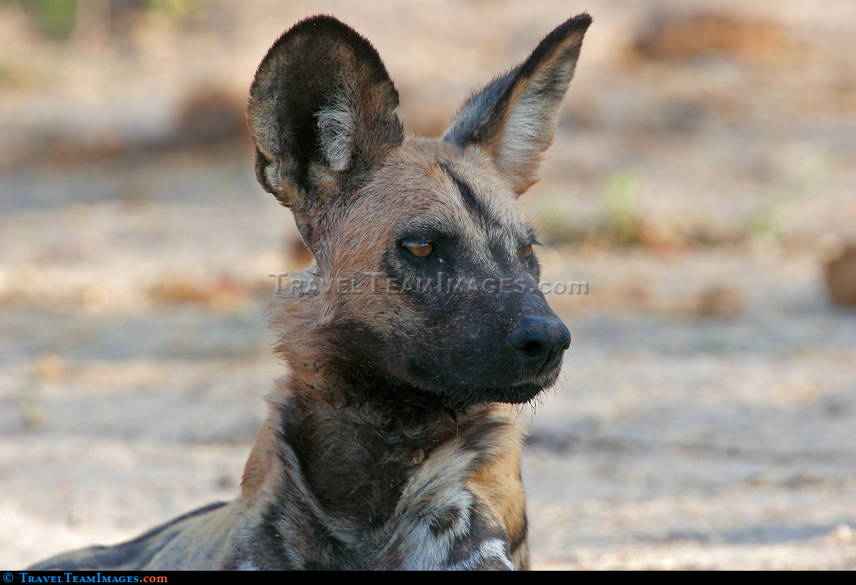 Cape Hunting Dog