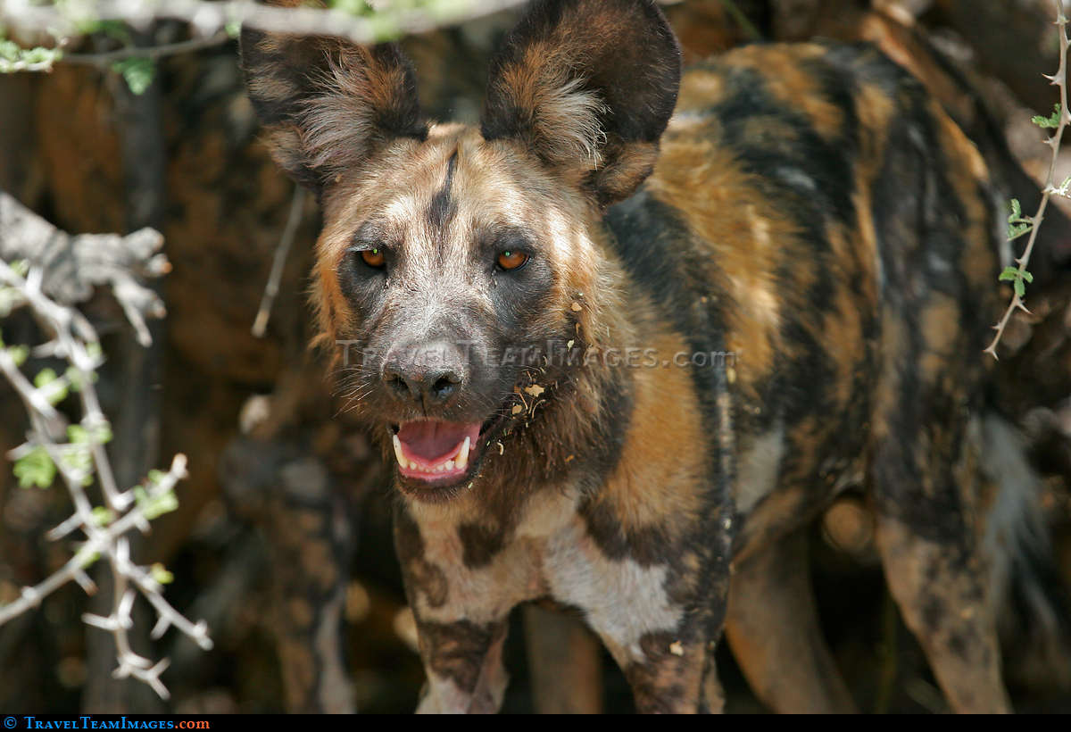 Cape Hunting Dog