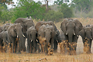 A herd of elephants led by the matriarch travel as one in search of wa...
