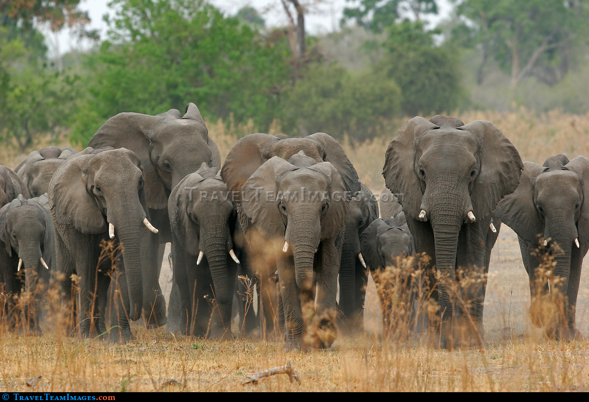 Elephant herd