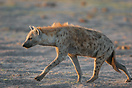 Spotted hyena in search of food