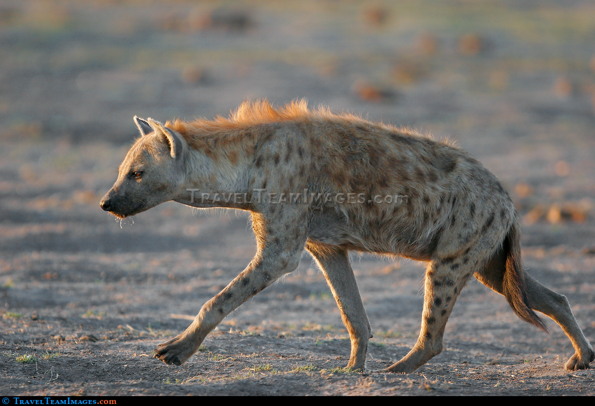 Hyena