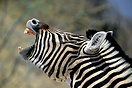 Zebra stallion braying