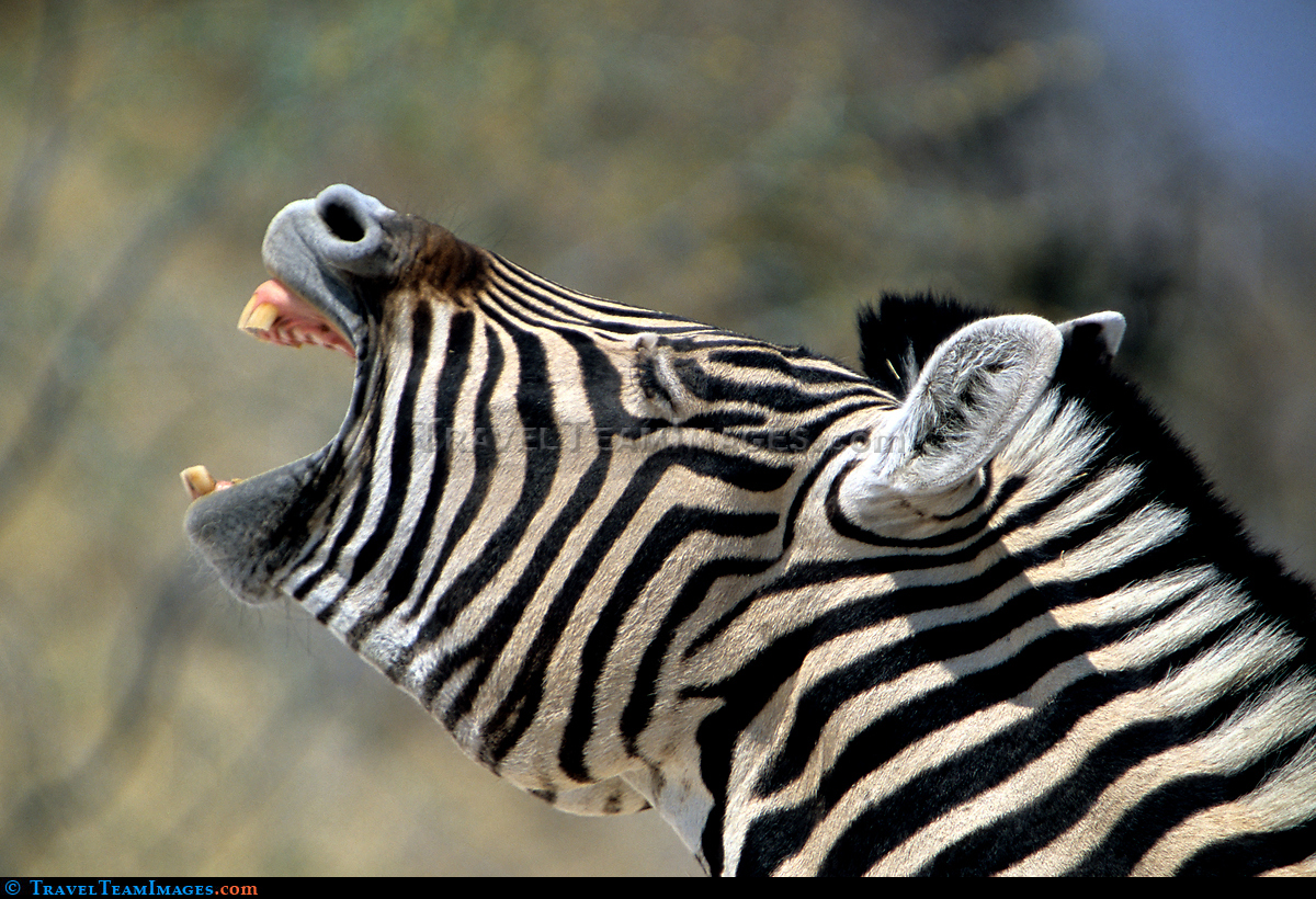 Zebra braying