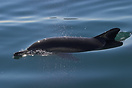 A dolphin in Gibraltar Bay. A dolphin in Gibraltar Bay.