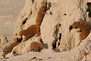 Slender mongoose family warm and play around a termite mound in the mo...