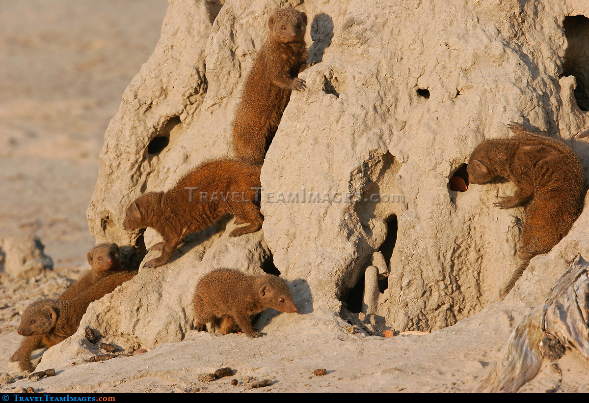 Mongoose Family
