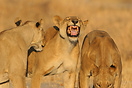 Lioness behavioural response to the smell of a strong scent