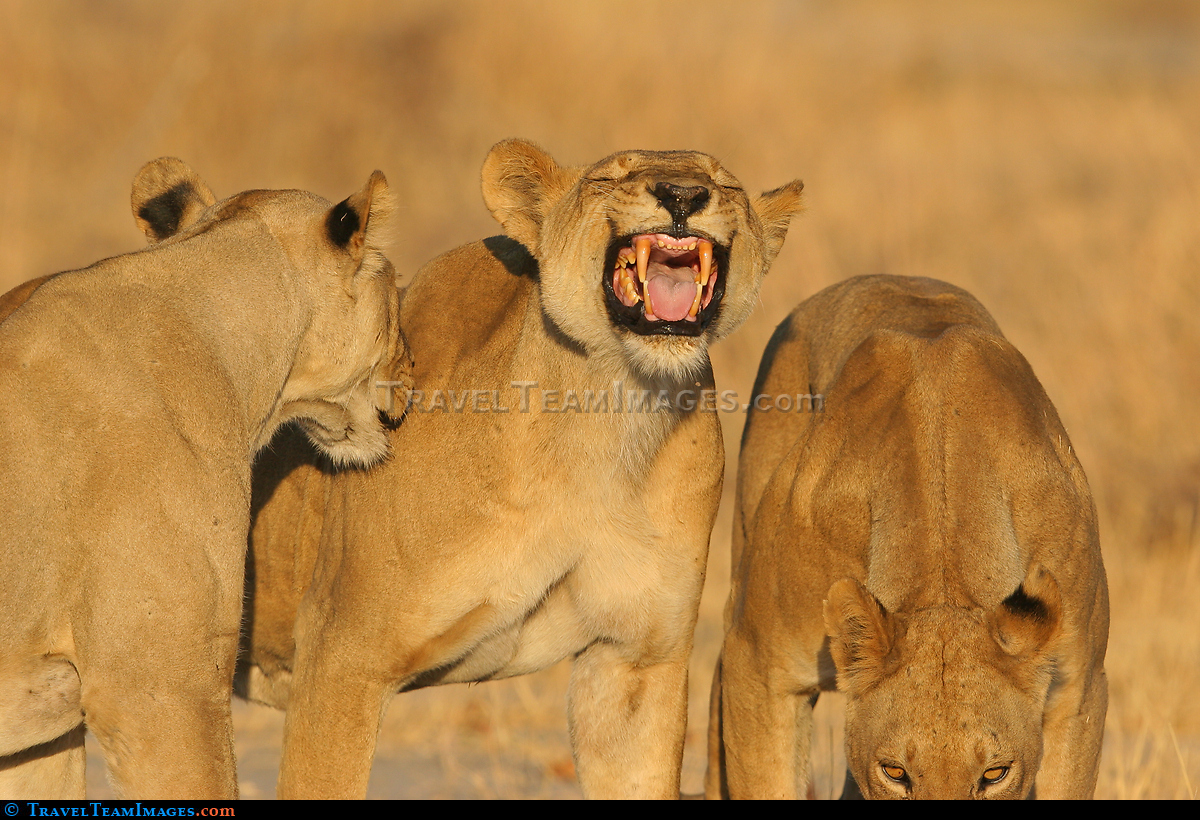 Lion Flehmen