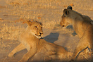 Young lions playing in the morning light