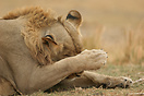 Male lion grooming its face with its large paw