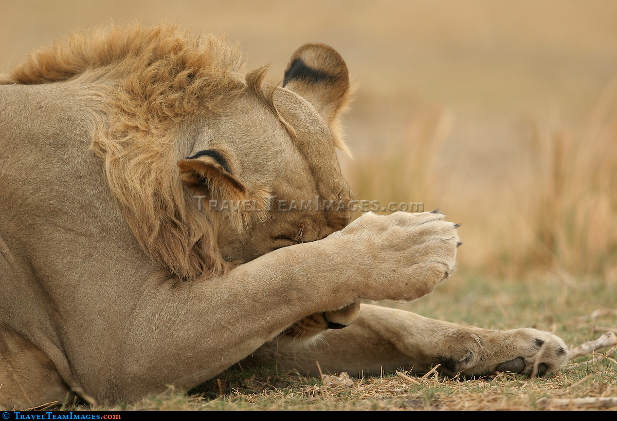 Lion grooming