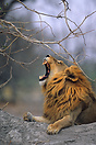 Big maned lion yawning showing an impressive set of canines