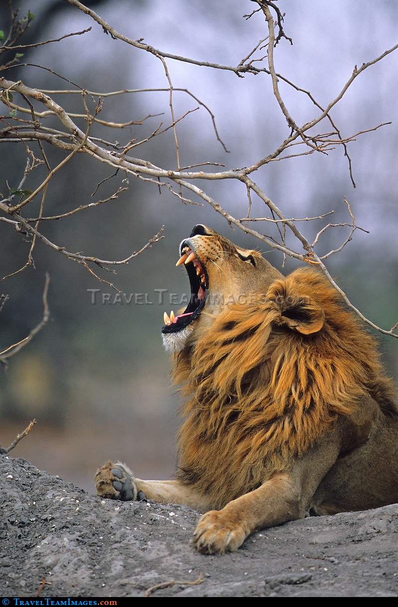 Yawning Lion