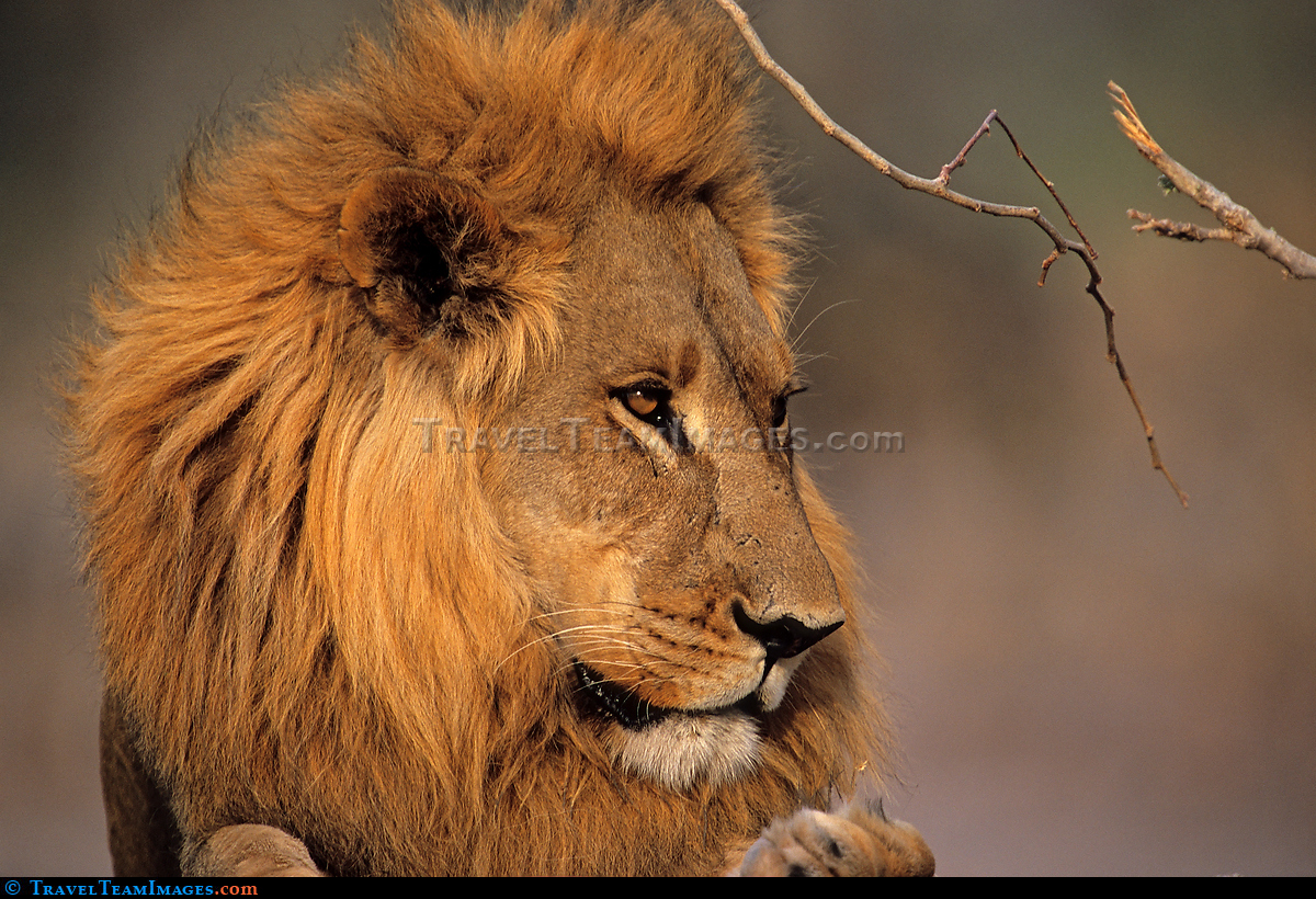 Big Maned Lion