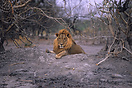 Lion rests up along a dry river bed