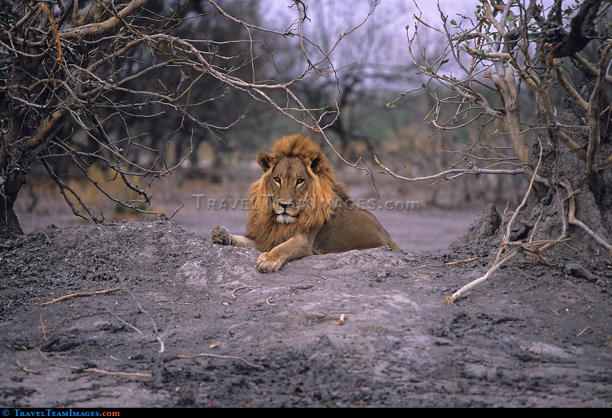 Male Lion