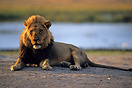 A very alert male lion