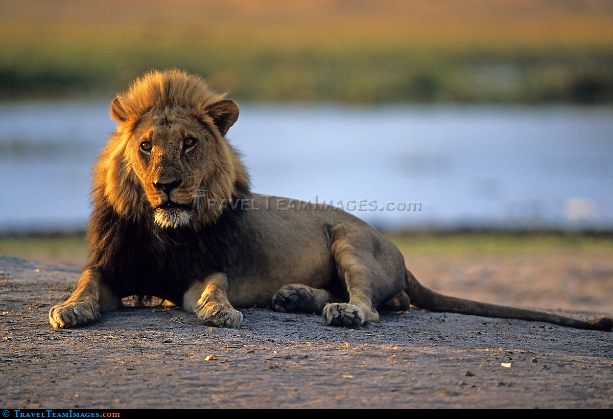 Alert Lion