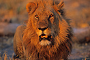 Male lion at sunset
