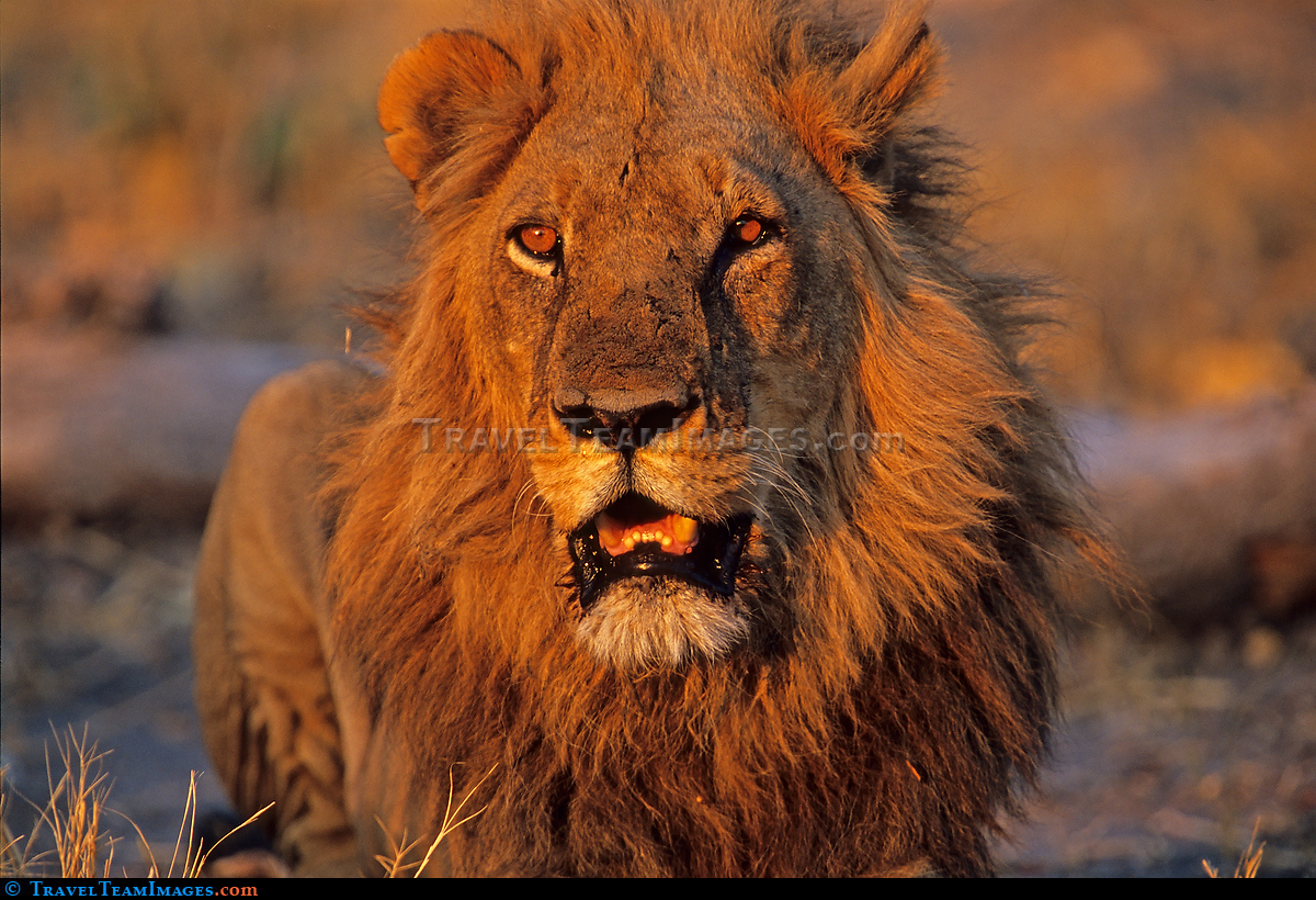 Male lion at sunset