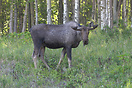 A moose on the loose near Anchorage