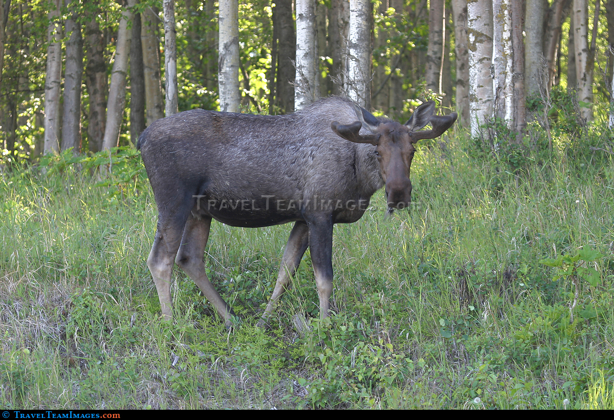 Alaskan Moose