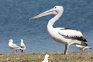Pelican and seagulls, Coolangatta, Queensland