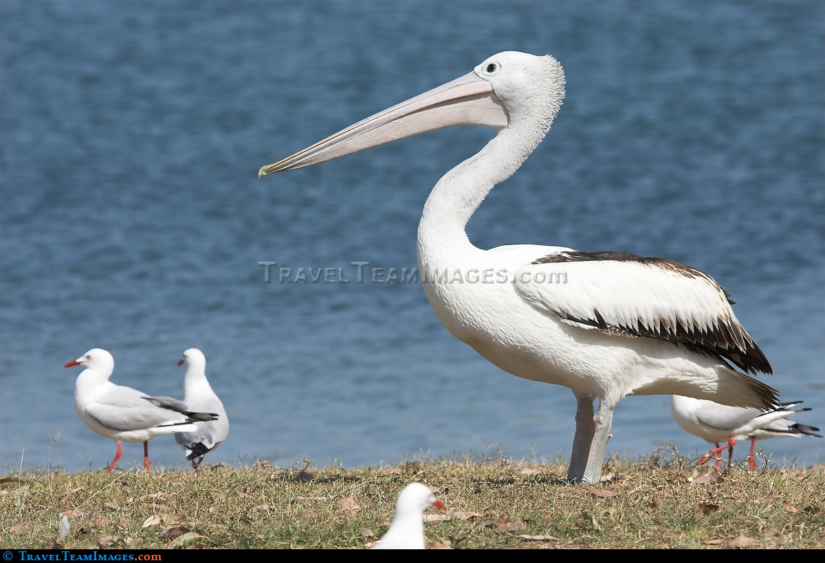Big Bird v Small Bird
