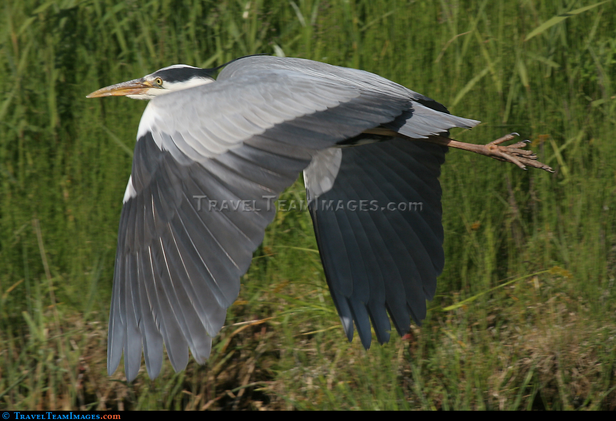Gaunt grey heron in flight