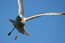 Cleared to land, San Francisco