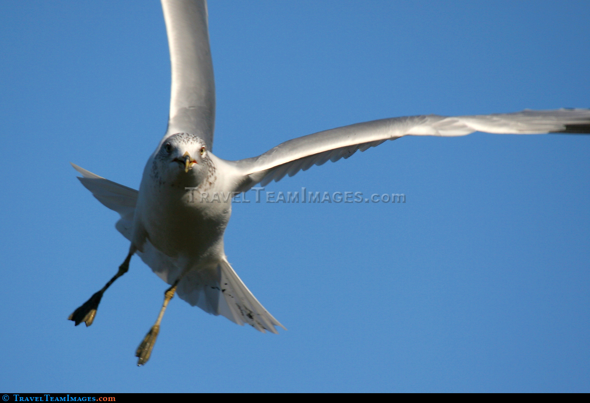 Seagull