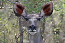 A Kudu in Kruger National Park