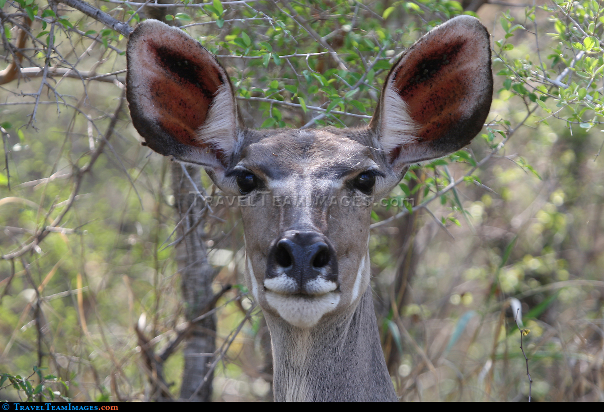 Kudu in the Kruger