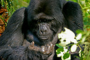 A male mountain gorilla deep in thought
