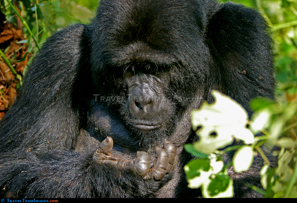 Mountain Gorilla