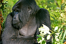A Mountain Gorilla enjoying the warmth of the sun