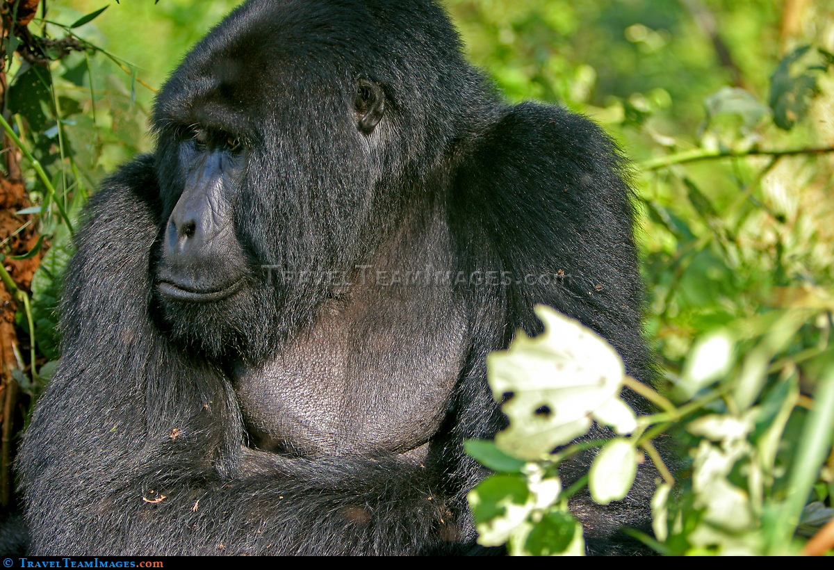 Mountain Gorilla