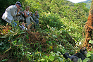 Eco tourists photographing the critically endangered mountain gorilla