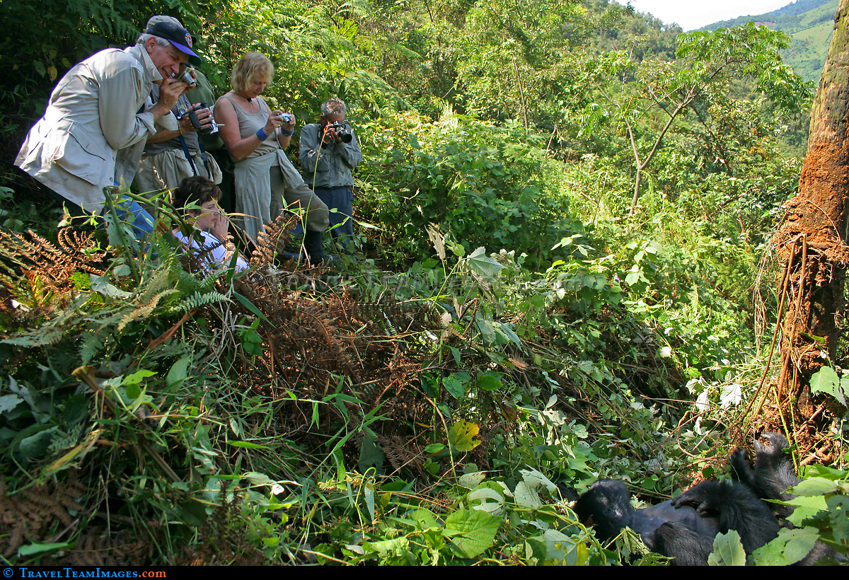 Gorilla Trek