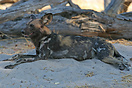 The African Wild Dog rests up on the cool sand