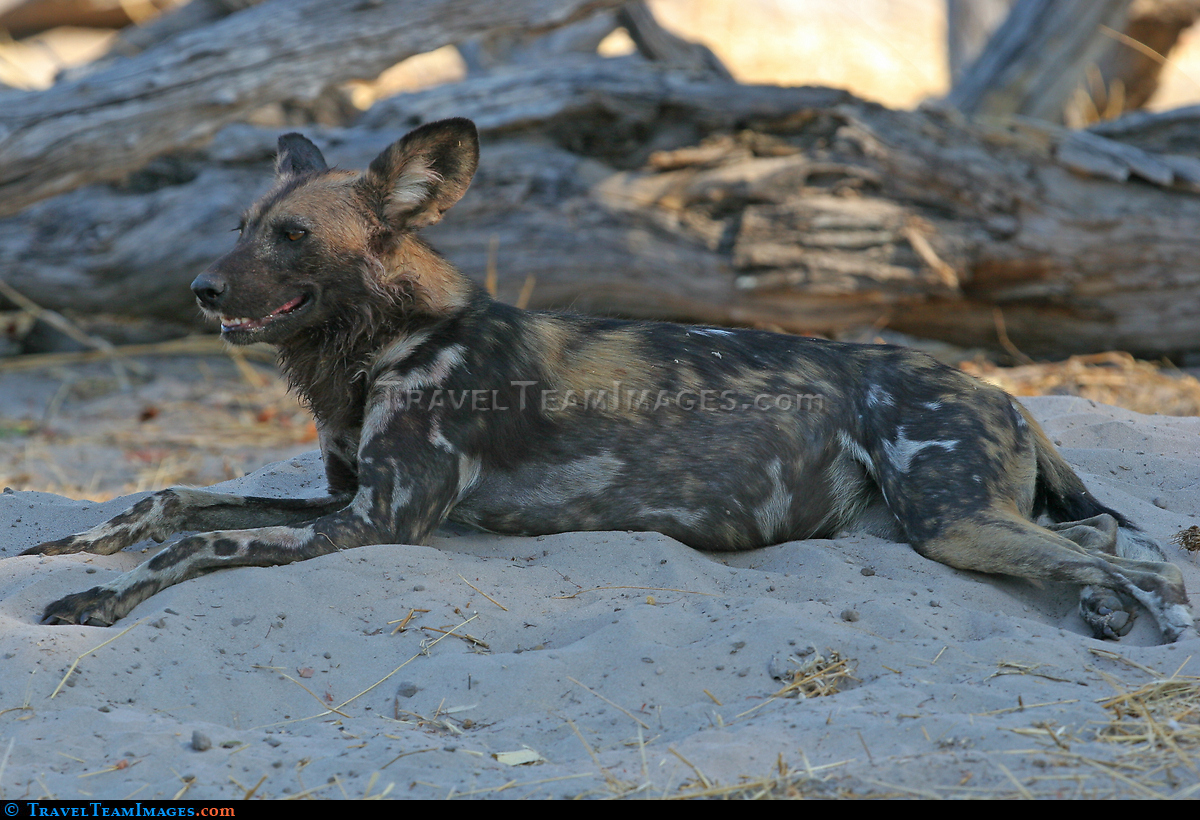 Cape Hunting Dog