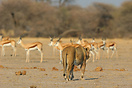 A lion walks along, as wary springbok keep an eye out on her every mov...