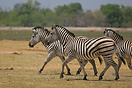 A small family of zebra run across a dry flood plain