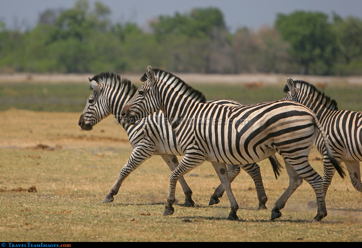 Zebra