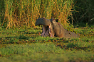 A territorial hippopotamus displaying its large canines in a threateni...
