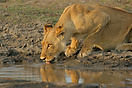 Lioness drinking